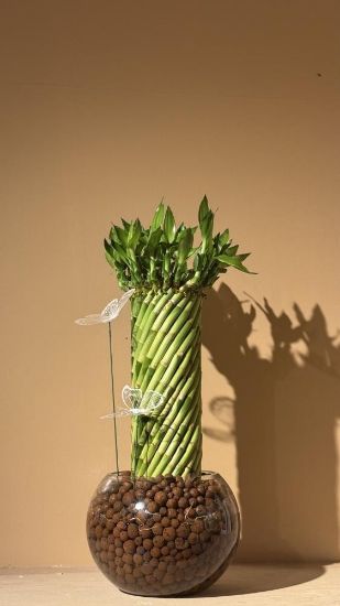 صورة نبتة البامبو